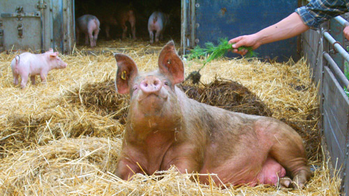 Biofleisch in Barsbüttel-Willinghusen