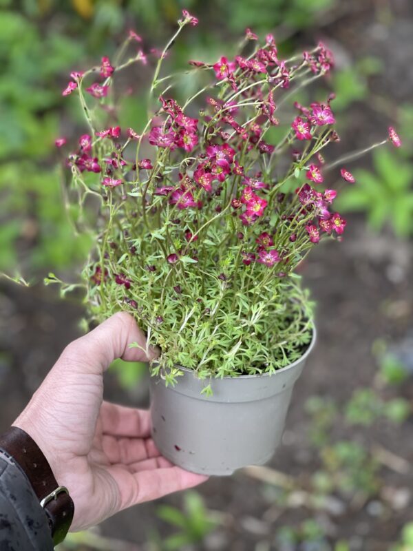 Blumen Kaffeegarten