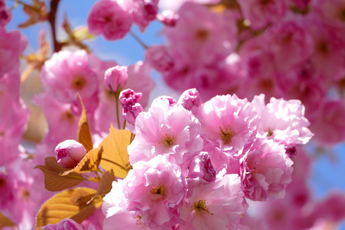 Kirschblüte Hoffnung für Café