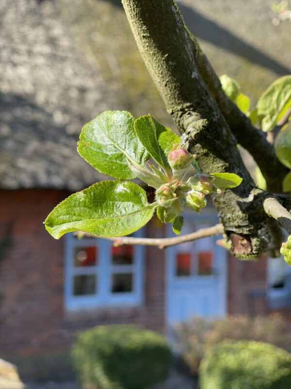 Apfelblüte in Willinghusen