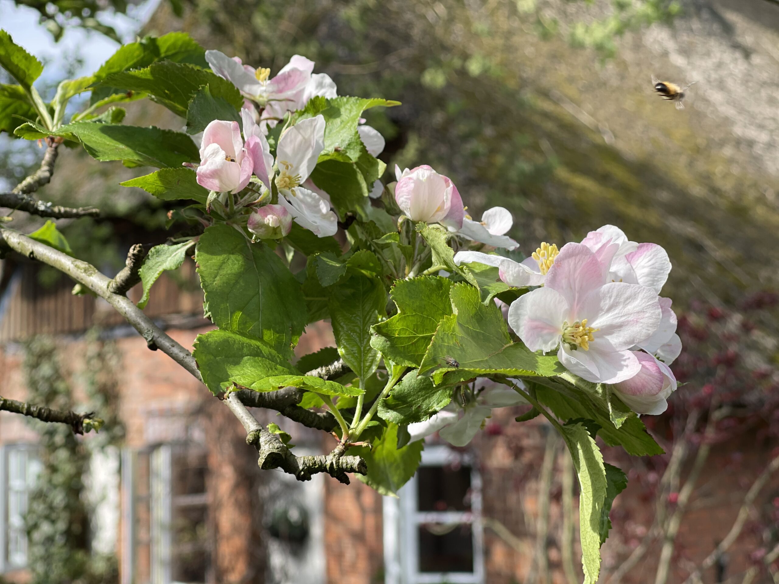 Apfelblüte Kaffeegarten Kuchen