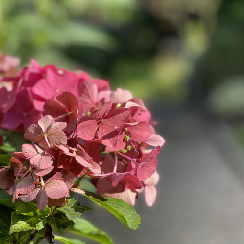 Café Kaffee Garten Stormarn