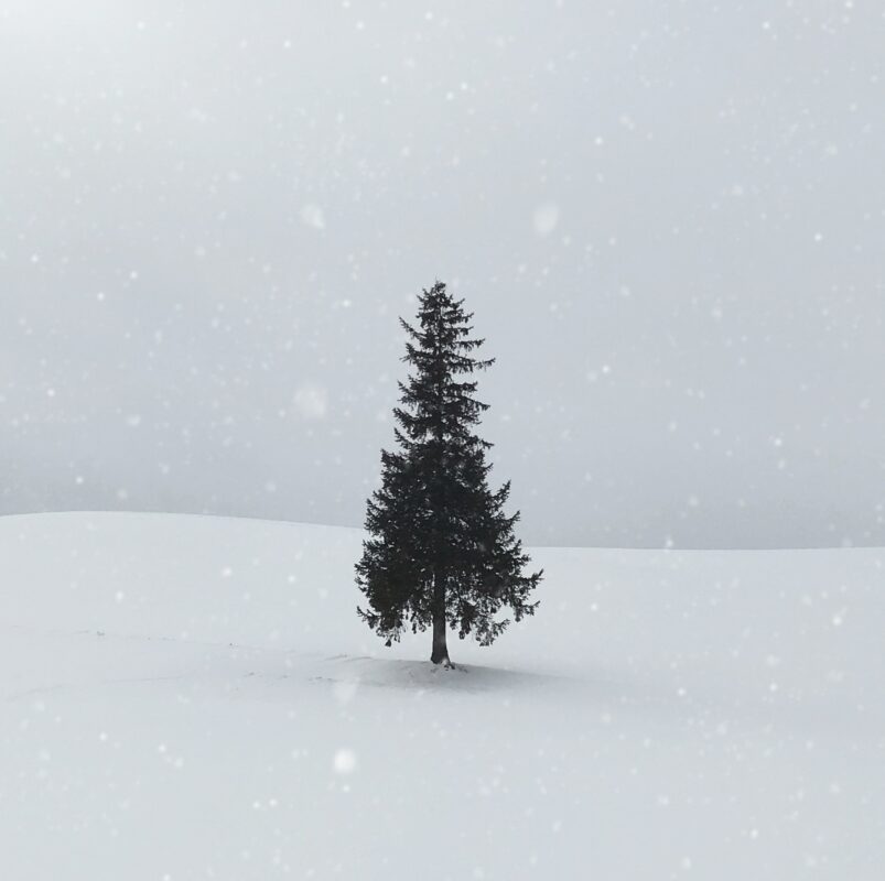 weihnachtsbaum willinghusen